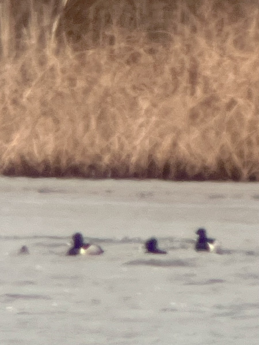 Ring-necked Duck - ML631682723