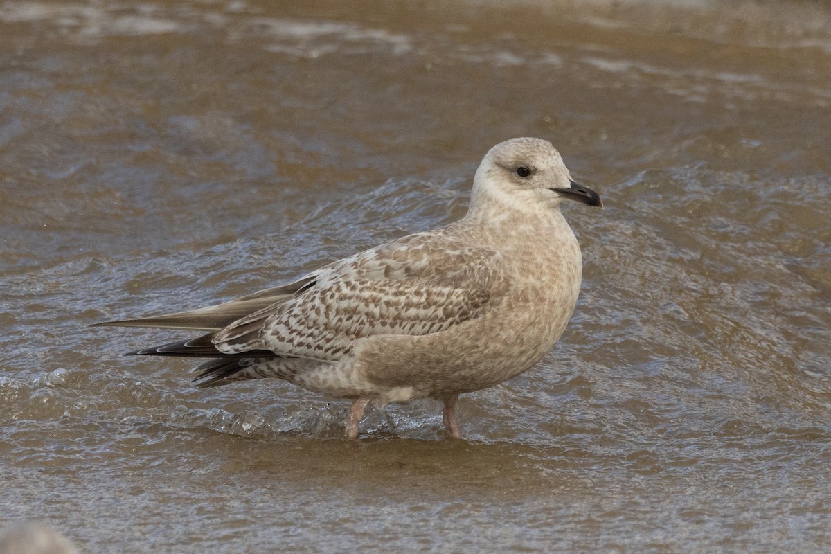 Iceland Gull (Thayer's) - ML631682785