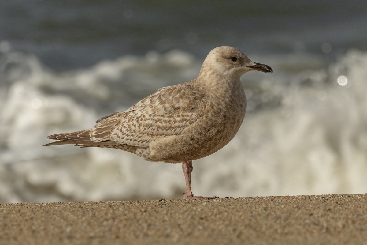Iceland Gull (Thayer's) - ML631682786