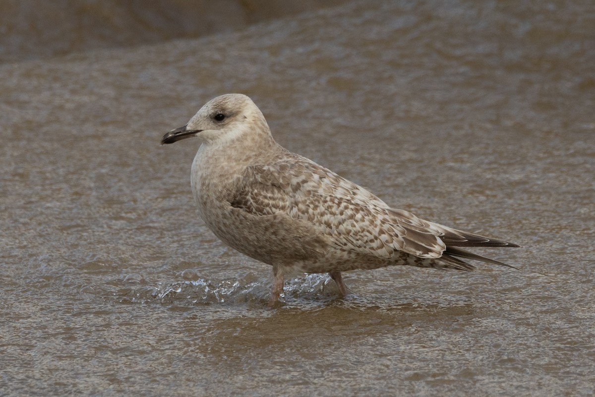 Iceland Gull (Thayer's) - ML631682787