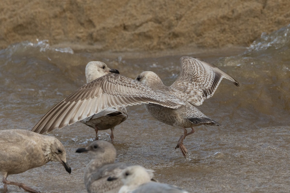 Iceland Gull (Thayer's) - ML631682789