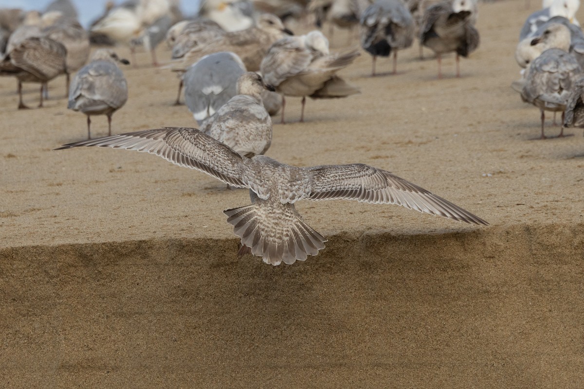 Iceland Gull (Thayer's) - ML631682791