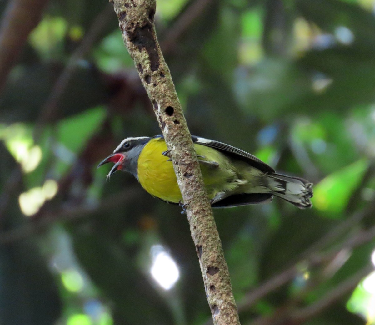 Bananaquit - ML631682849