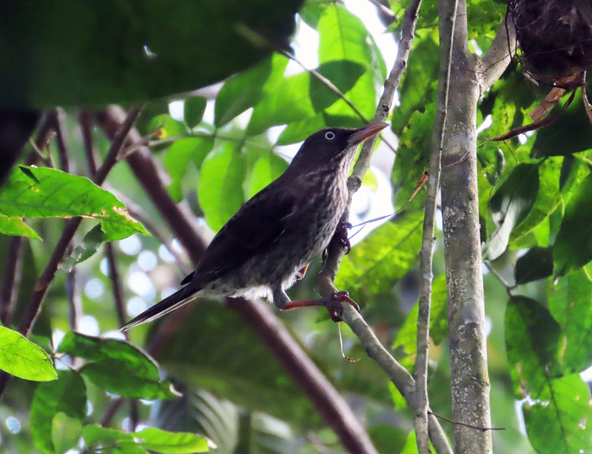 Pearly-eyed Thrasher - ML631682857