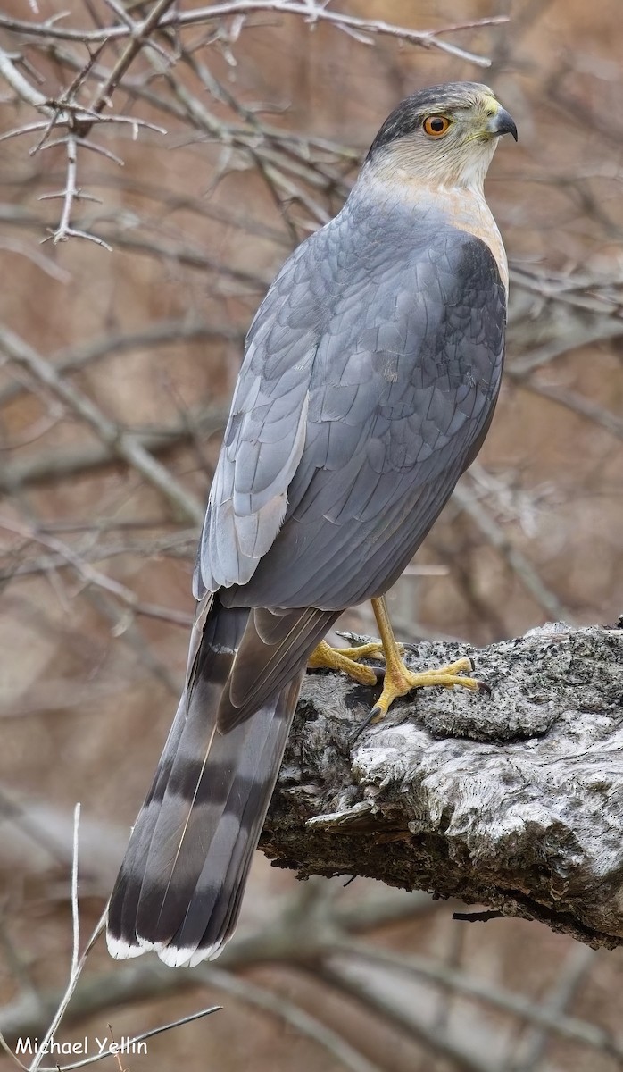 Cooper's Hawk - ML631682871