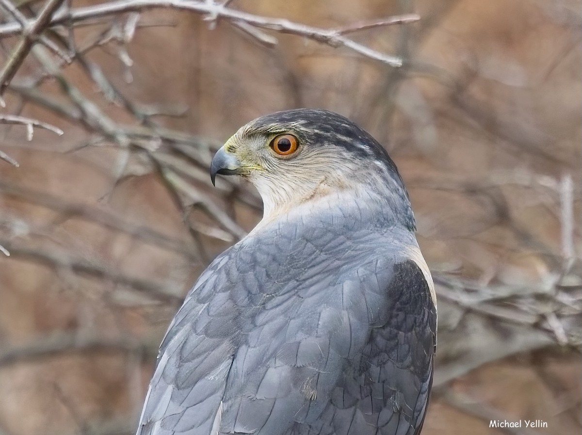 Cooper's Hawk - ML631682885