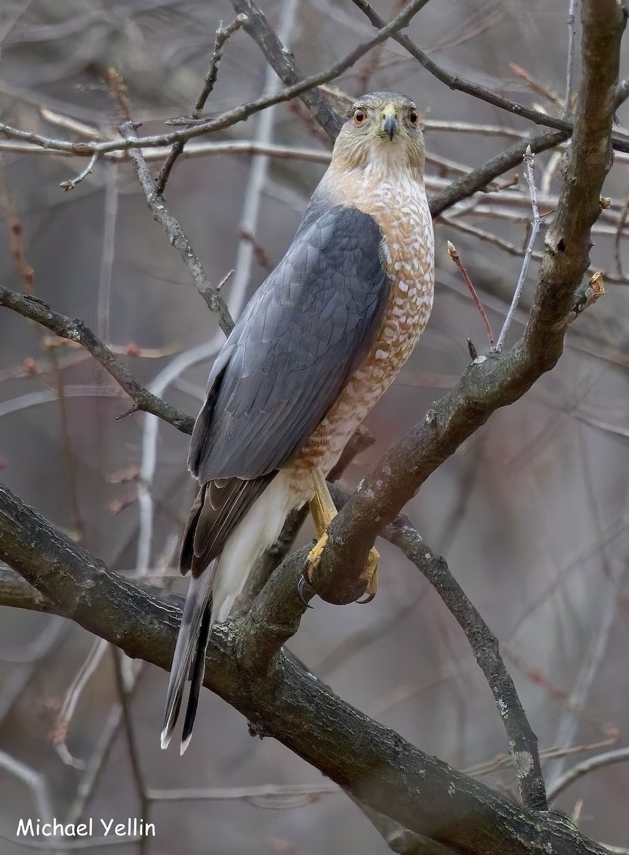 Cooper's Hawk - ML631682909