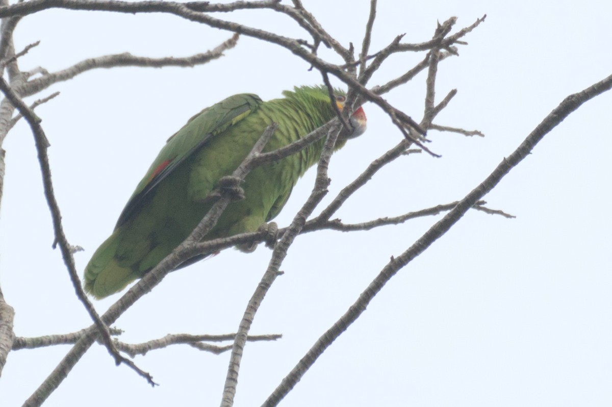 Red-lored Amazon - ML631682955