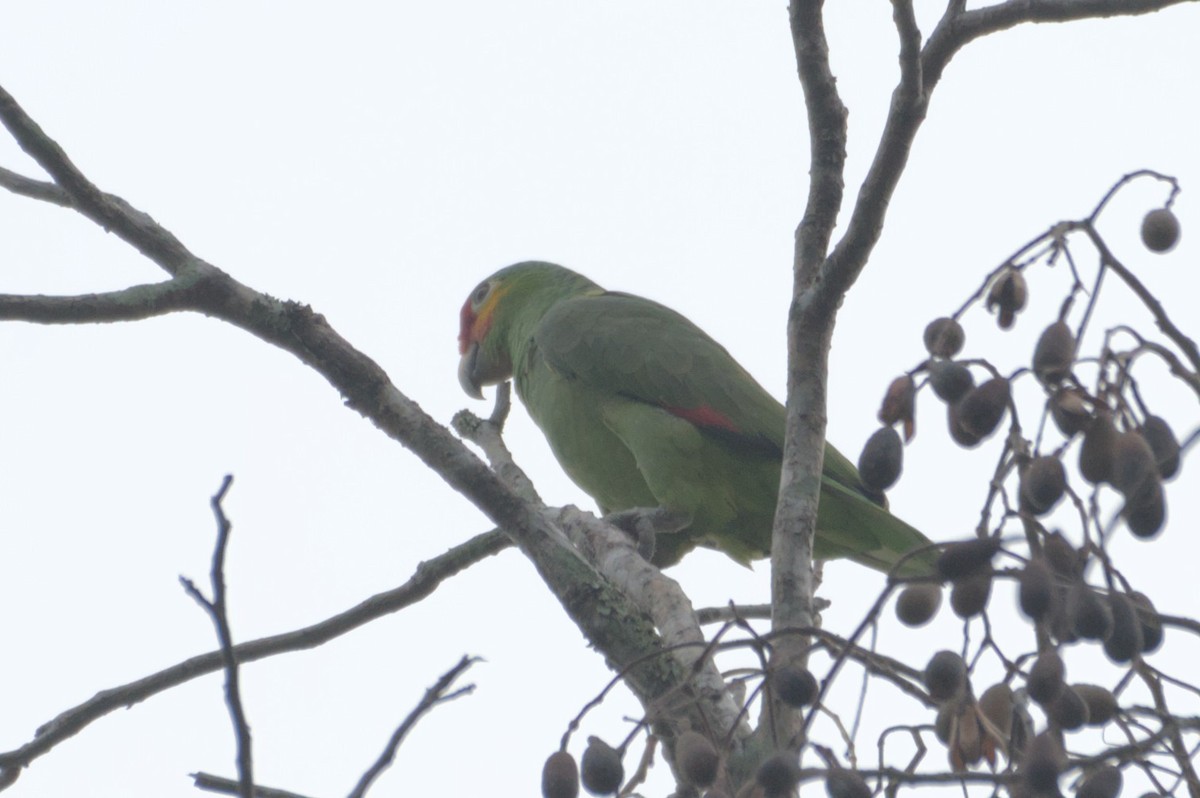 Red-lored Amazon - ML631682959