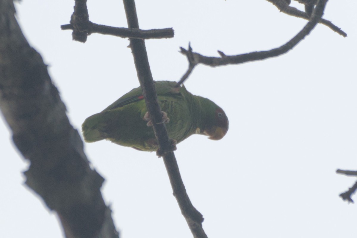 White-fronted Amazon - ML631683001