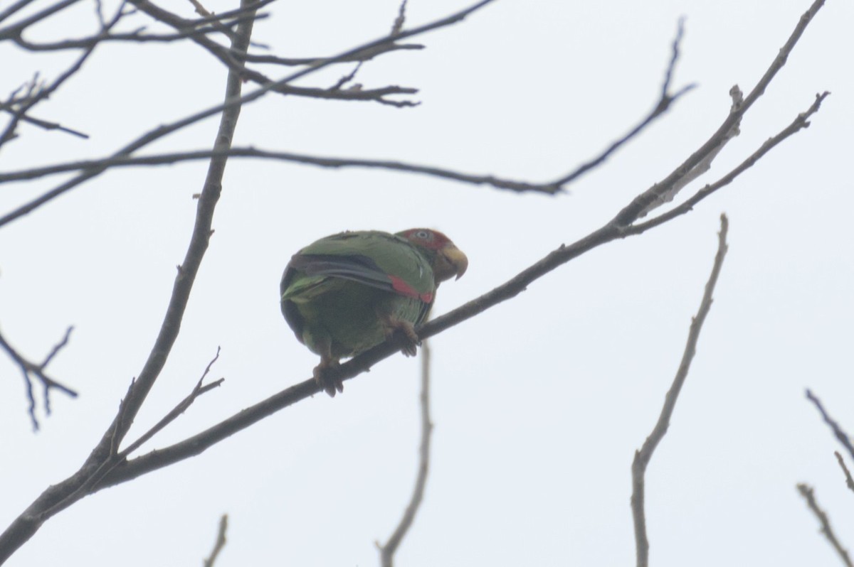 White-fronted Amazon - ML631683002