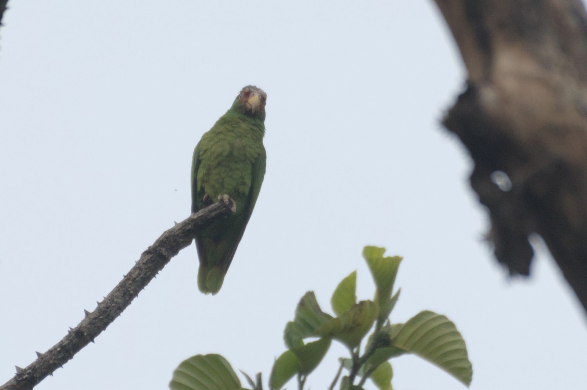 White-fronted Amazon - ML631683003