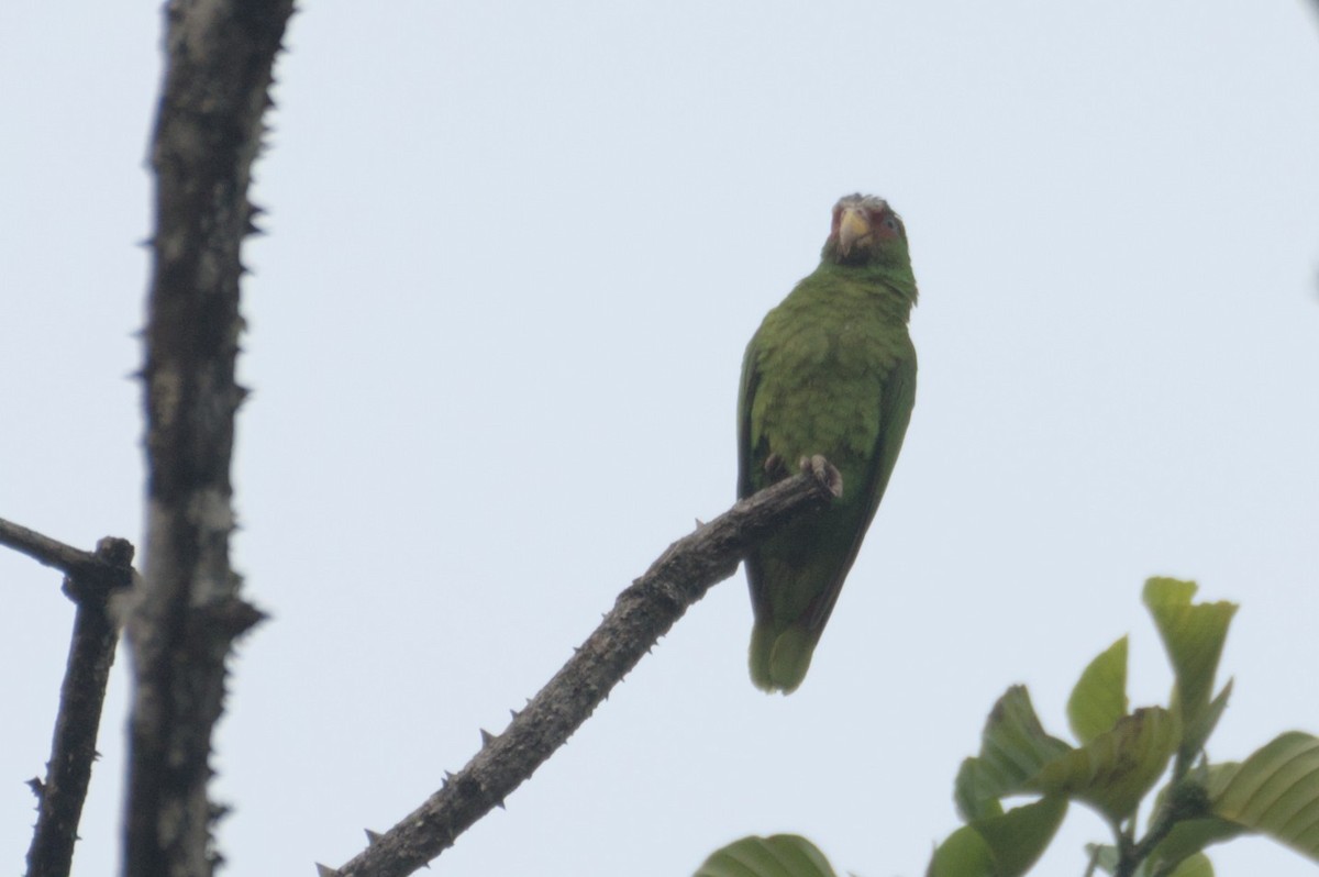 White-fronted Amazon - ML631683004