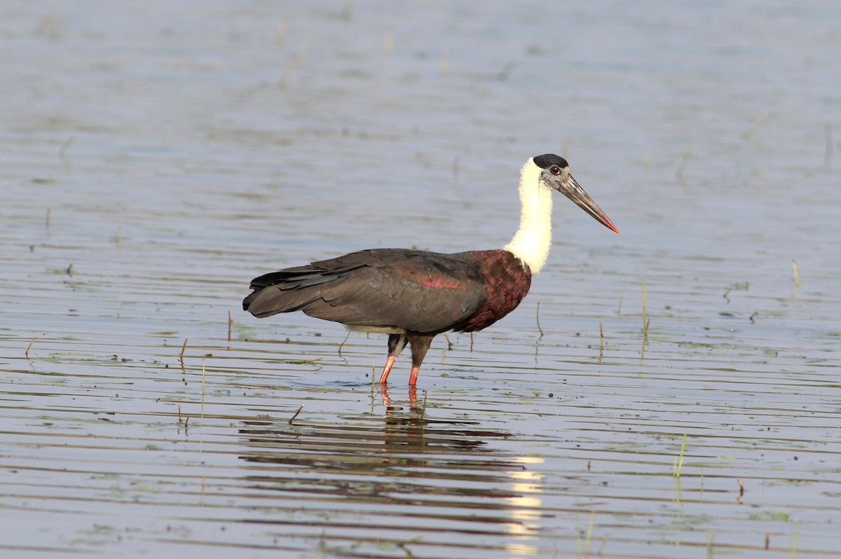 Asian Woolly-necked Stork - ML631683078