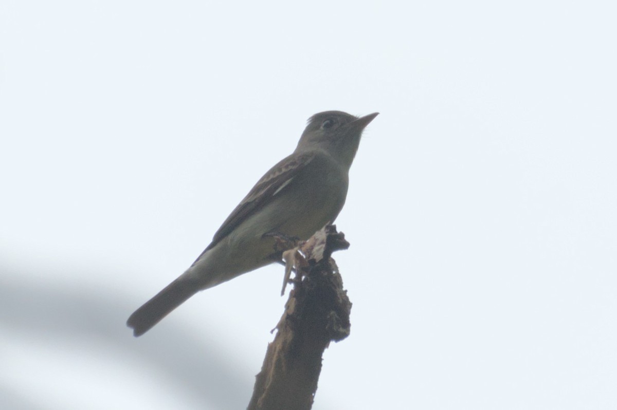 Eastern Wood-Pewee - ML631683131