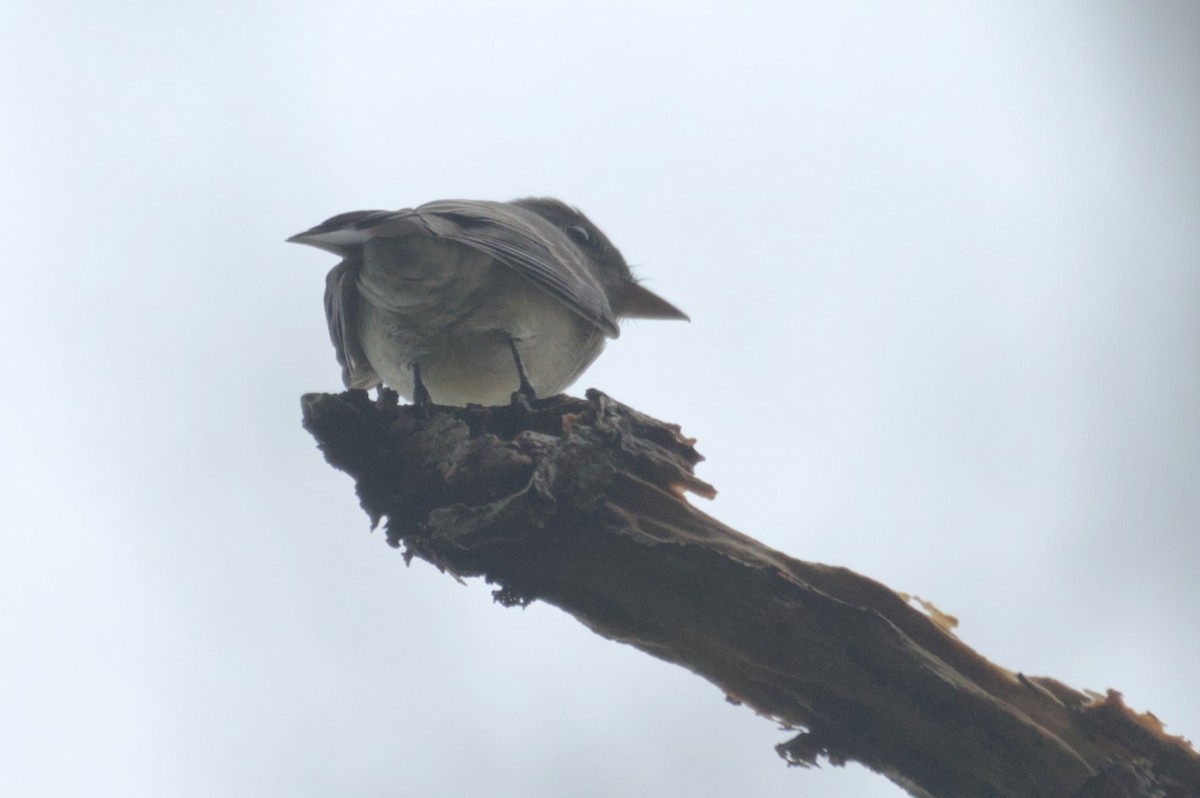 Eastern Wood-Pewee - ML631683132