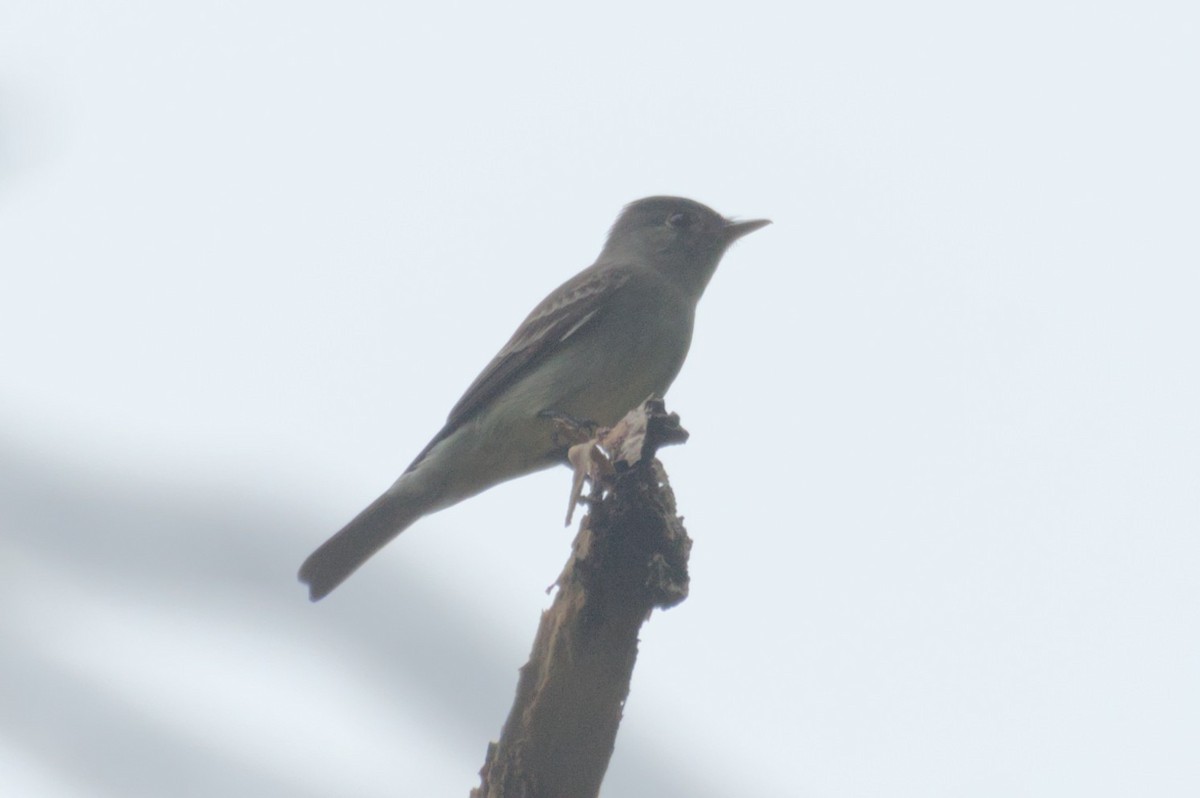 Eastern Wood-Pewee - ML631683133