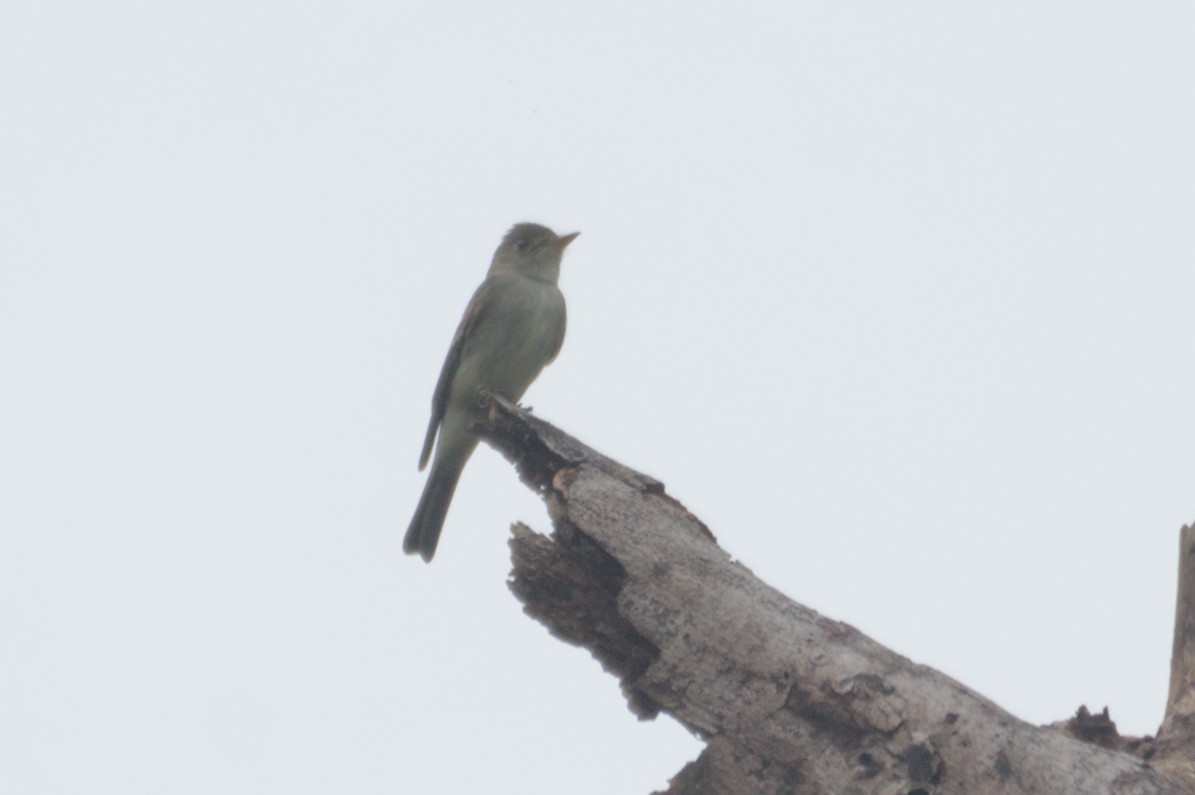 Eastern Wood-Pewee - ML631683134