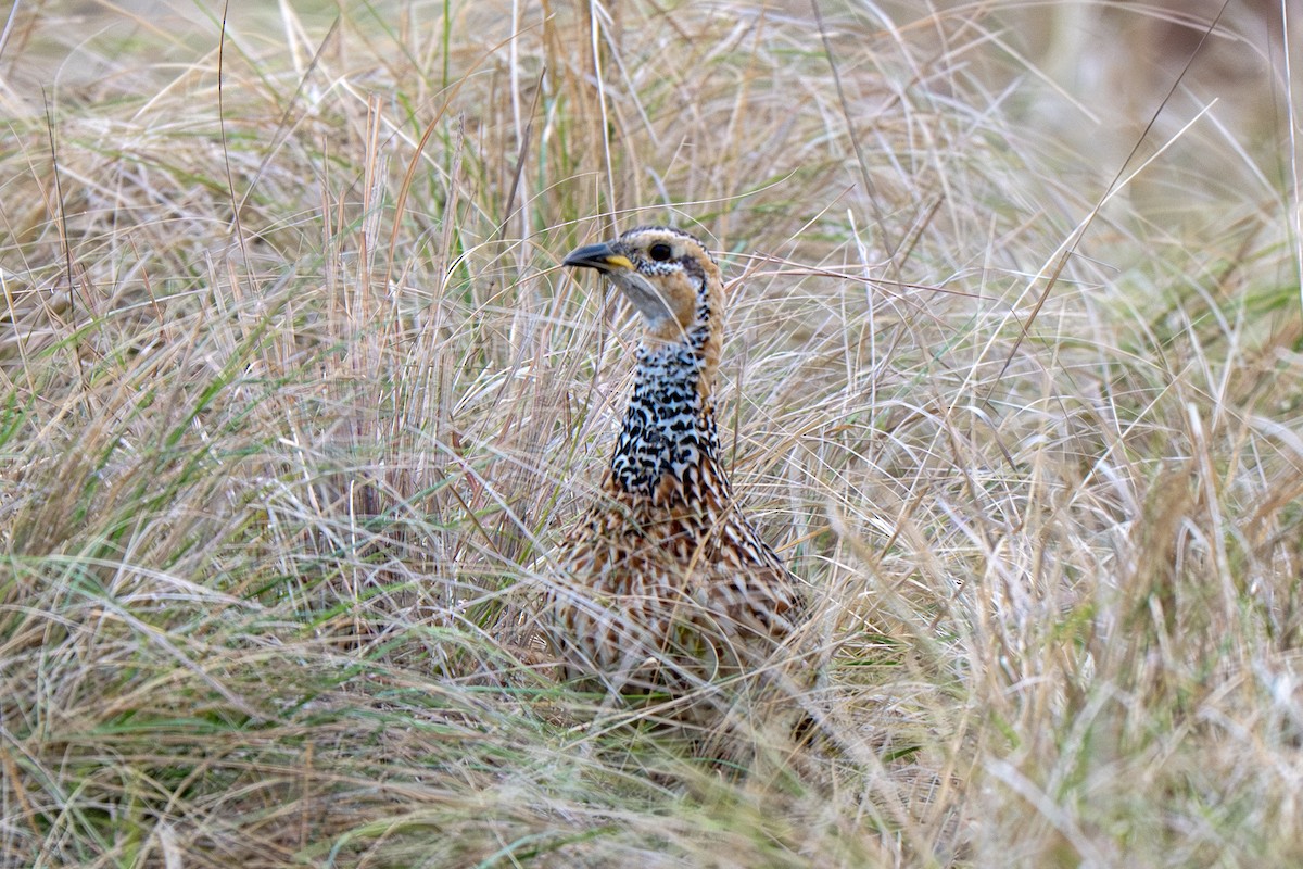 Red-winged Francolin - ML631683136