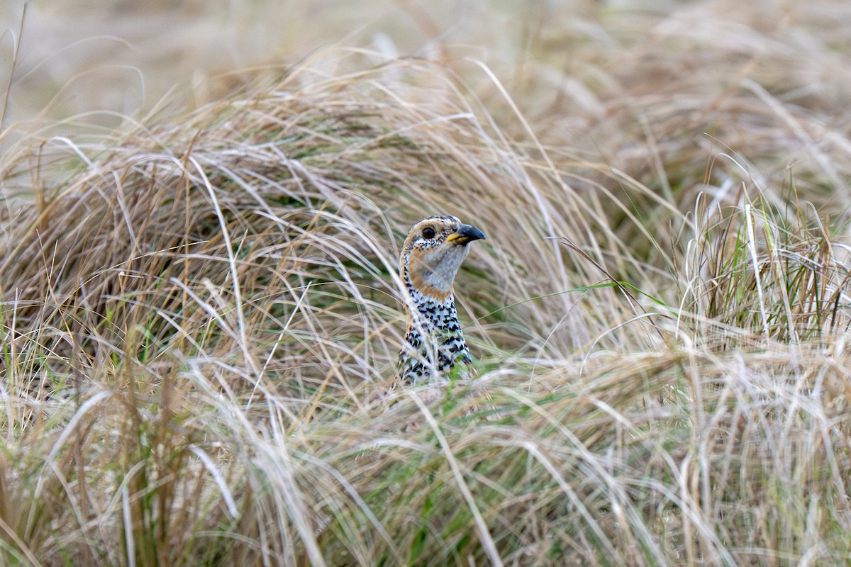 Red-winged Francolin - ML631683137