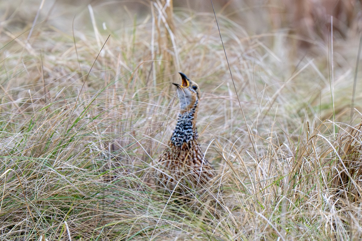 Red-winged Francolin - ML631683138