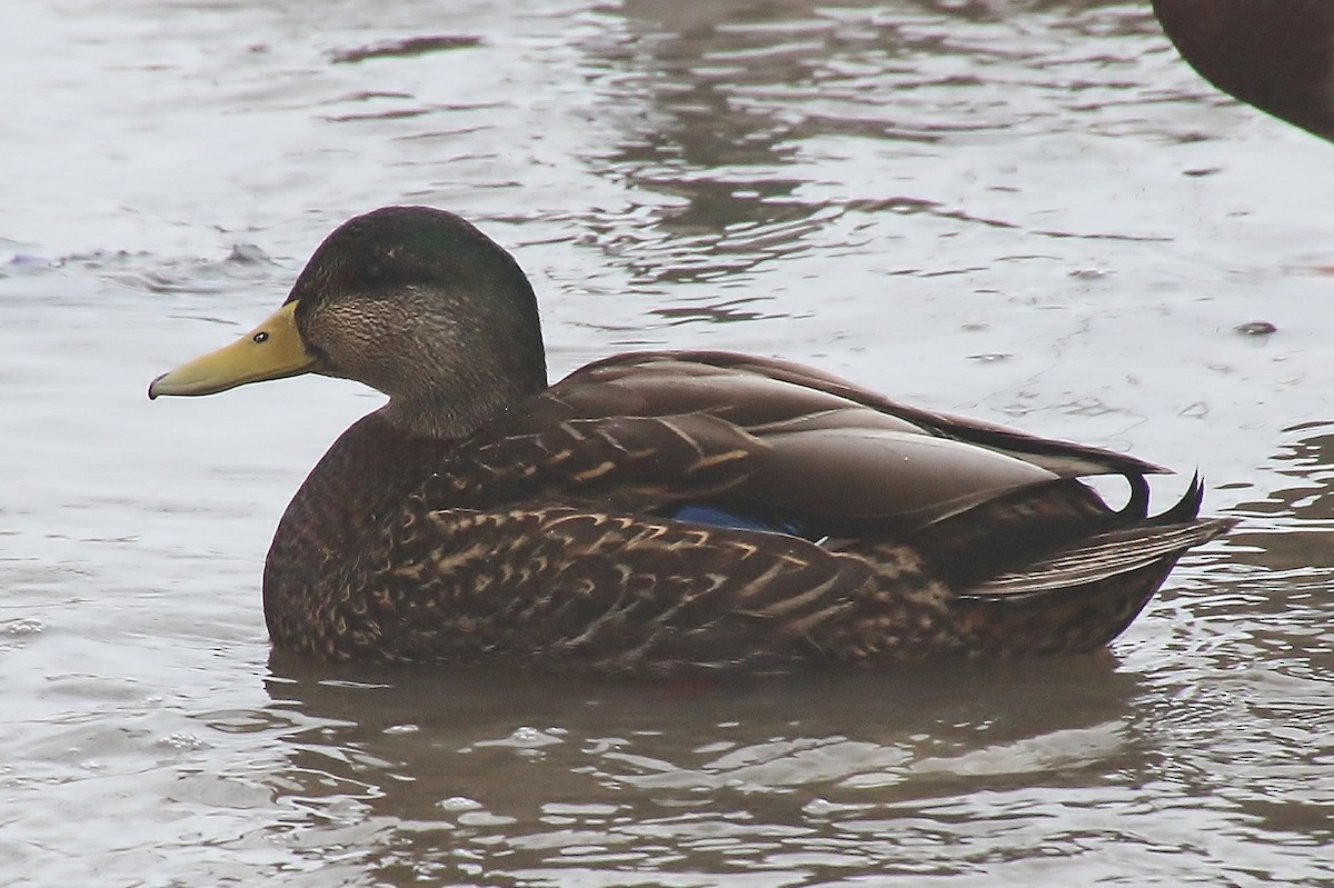 Mallard x American Black Duck (hybrid) - ML631683162