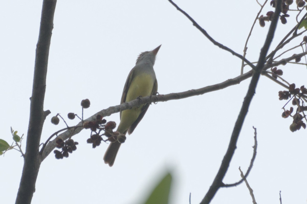 Great Crested Flycatcher - ML631683172