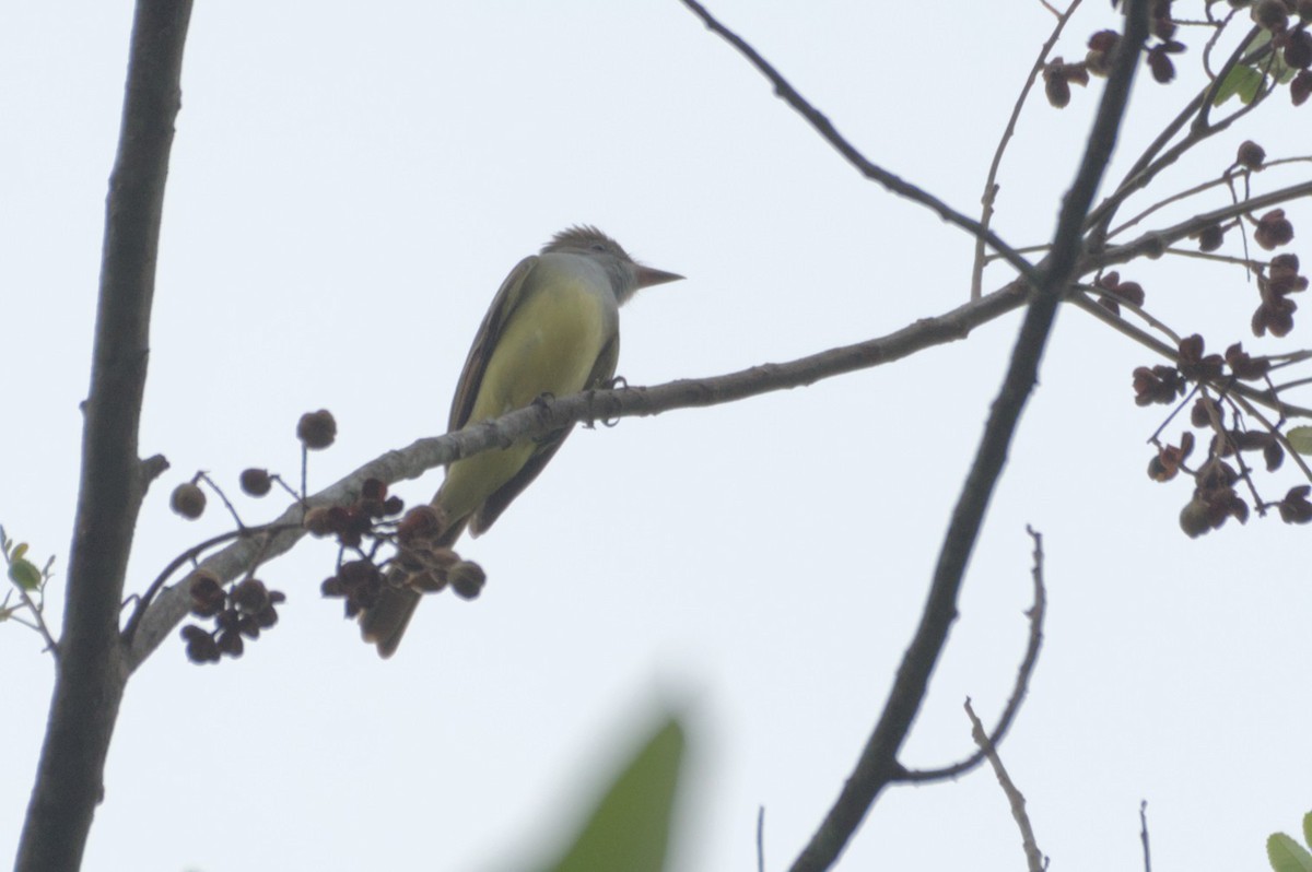 Great Crested Flycatcher - ML631683173