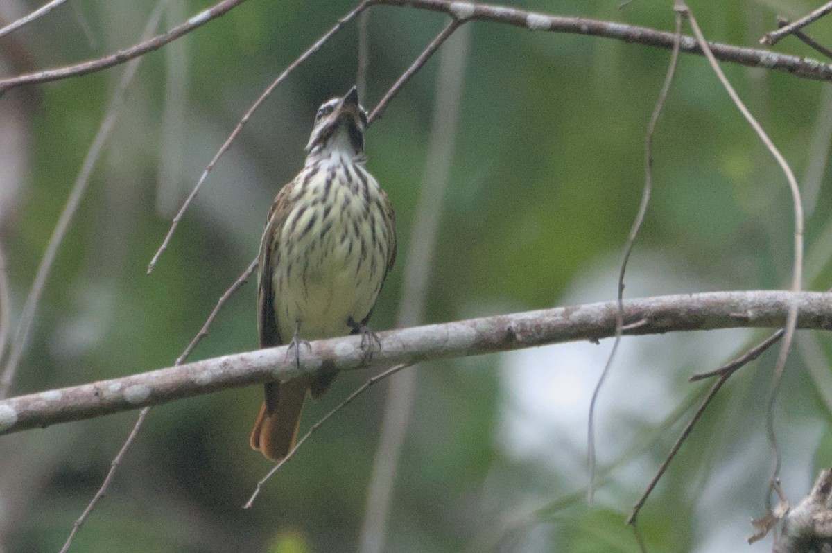 Sulphur-bellied Flycatcher - ML631683202