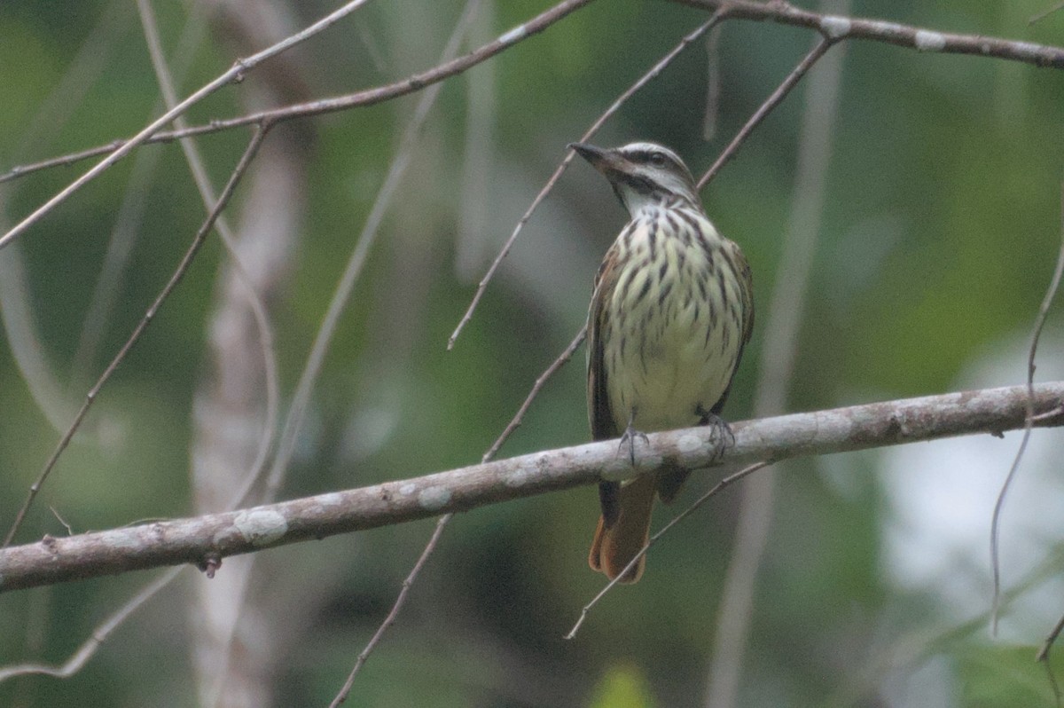 Sulphur-bellied Flycatcher - ML631683203