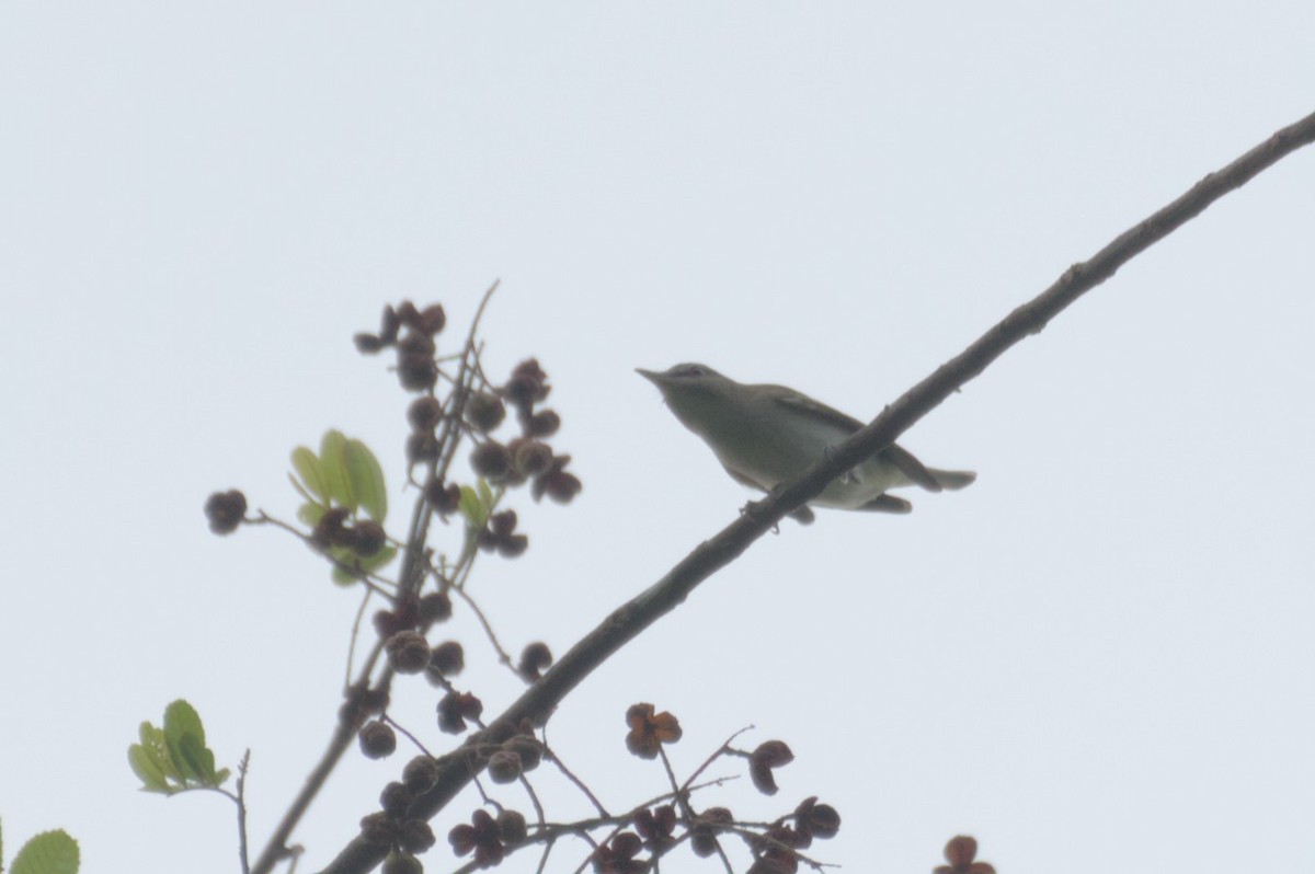 Red-eyed Vireo - ML631683259