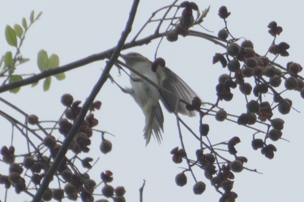 Red-eyed Vireo - ML631683260