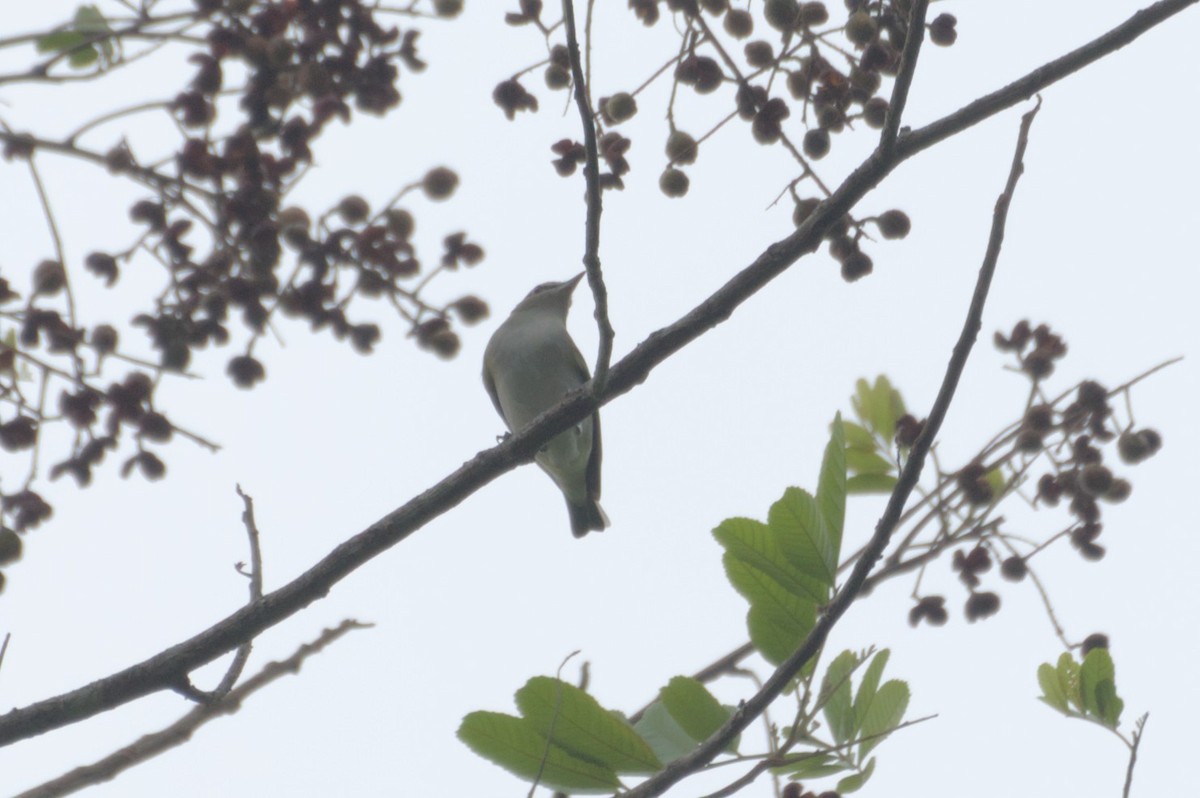 Red-eyed Vireo - ML631683261