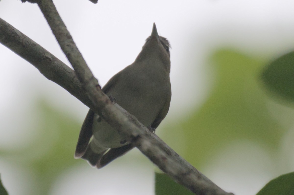 Red-eyed Vireo - ML631683262