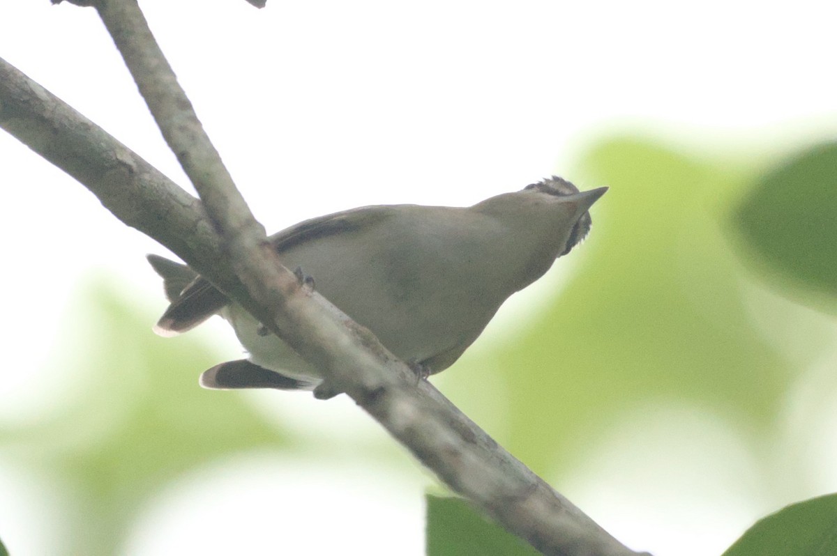 Red-eyed Vireo - ML631683263