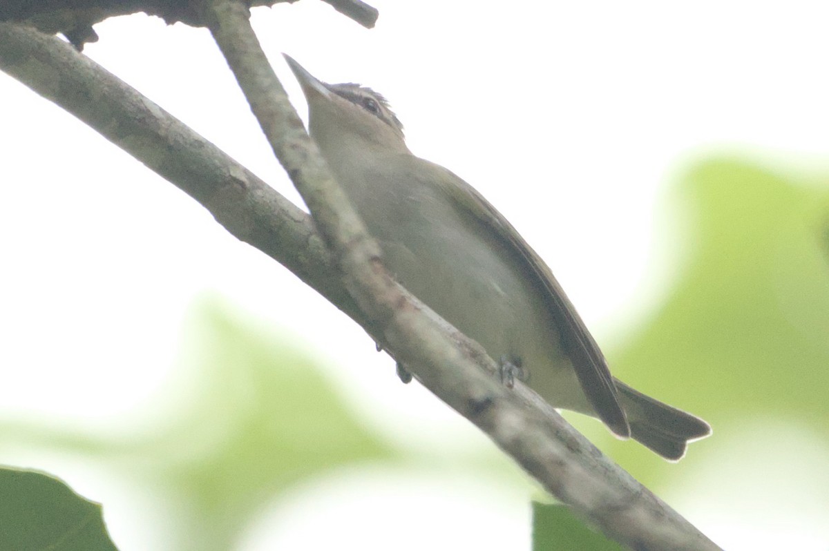 Red-eyed Vireo - ML631683264