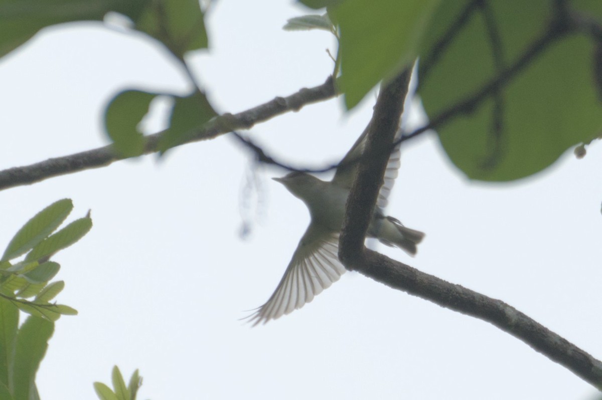 Red-eyed Vireo - ML631683265
