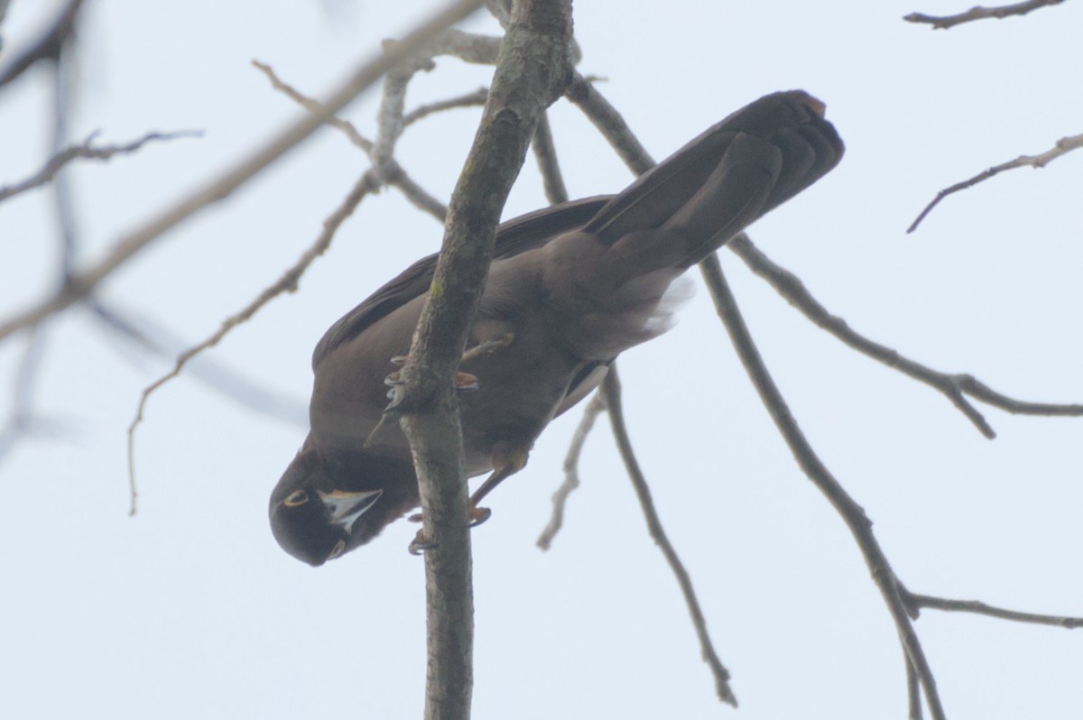 Brown Jay - ML631683286