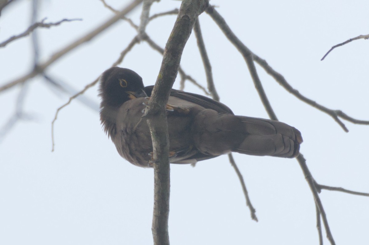 Brown Jay - ML631683287