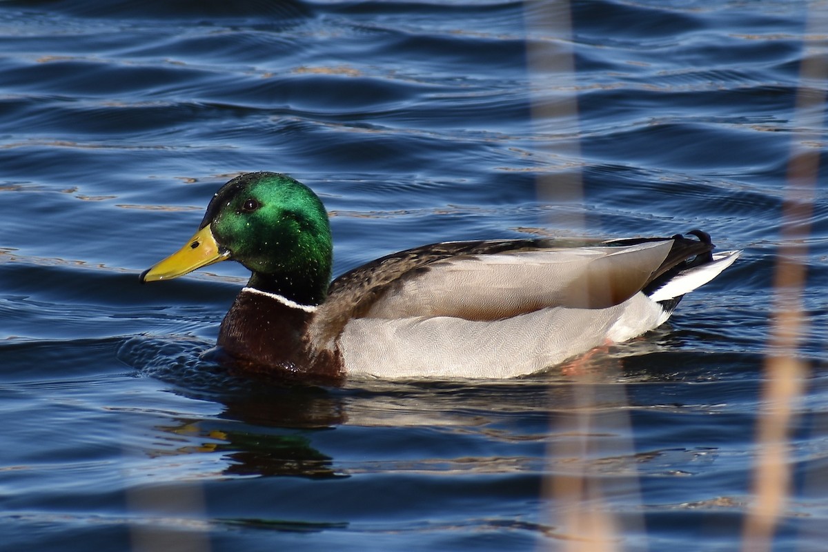 Canard colvert - ML631683300