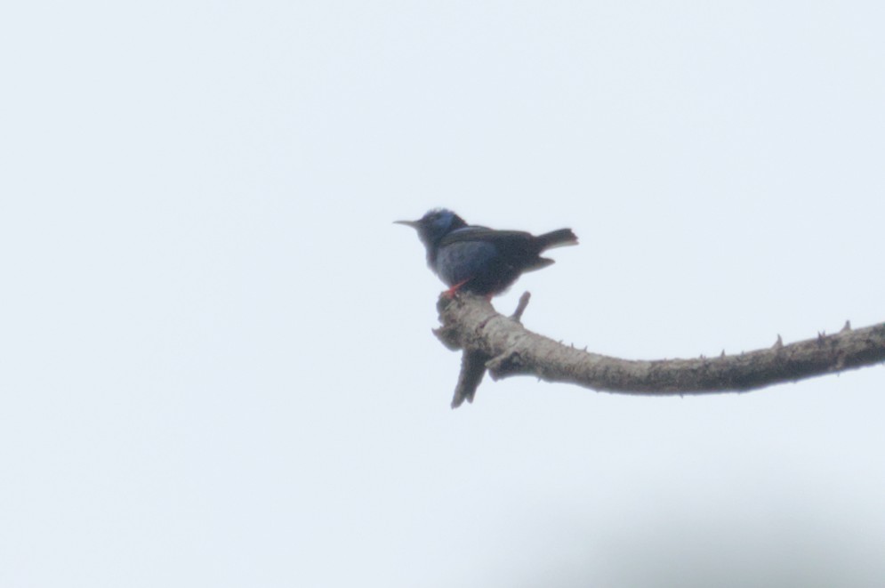 Red-legged Honeycreeper - ML631683305