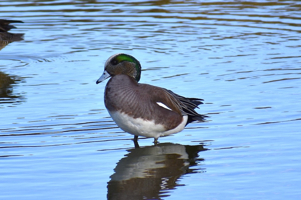 Canard d'Amérique - ML631683313