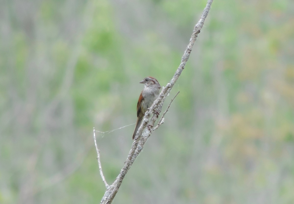 Swamp Sparrow - ML63168341