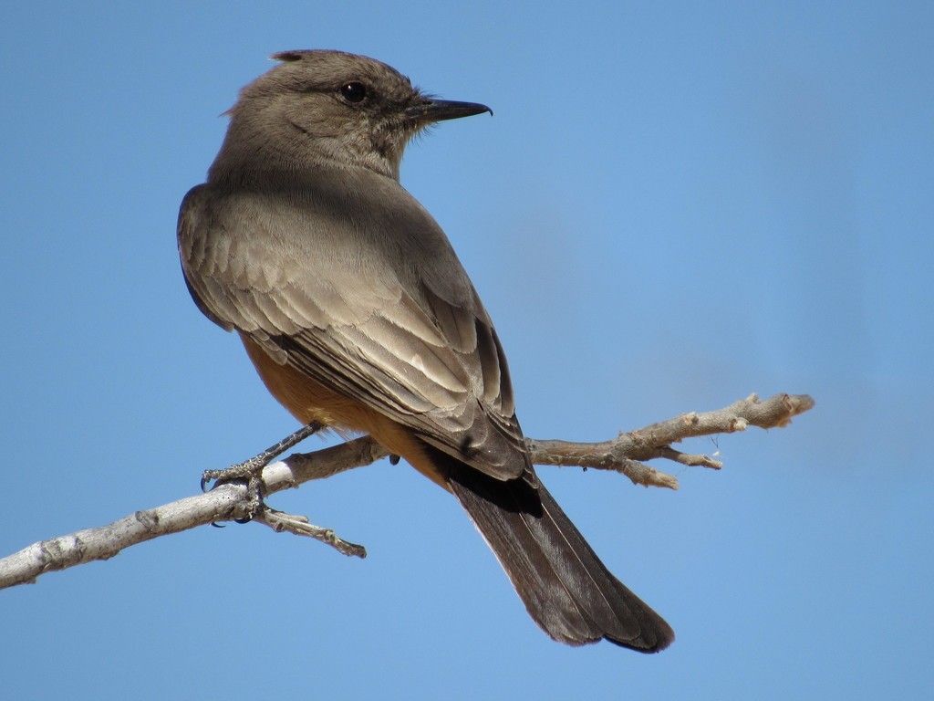 Say's Phoebe - ML631683505
