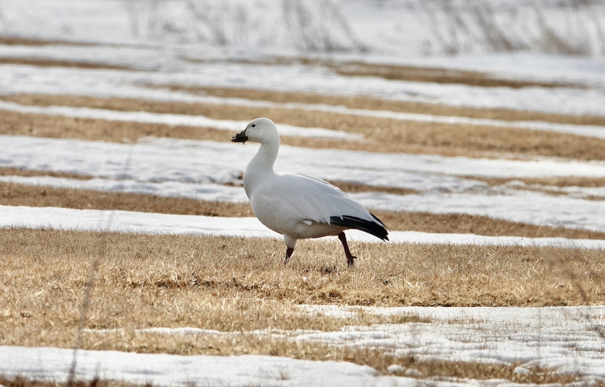 Snow Goose - ML631683516