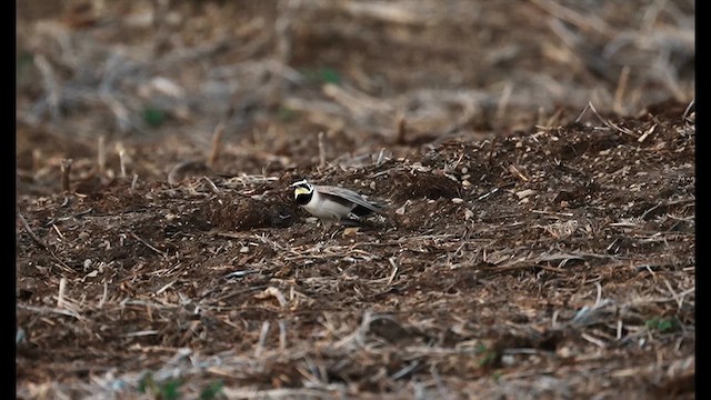 Horned Lark - ML631683648