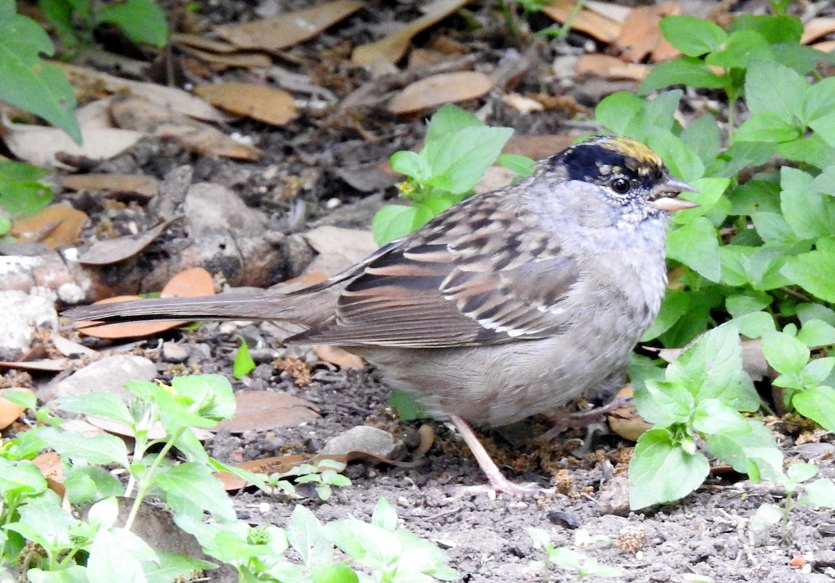 Golden-crowned Sparrow - ML631683702