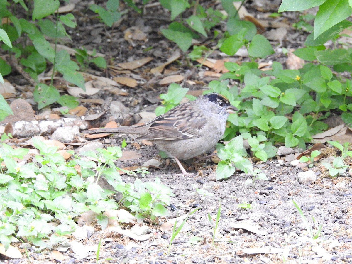 Golden-crowned Sparrow - ML631683703
