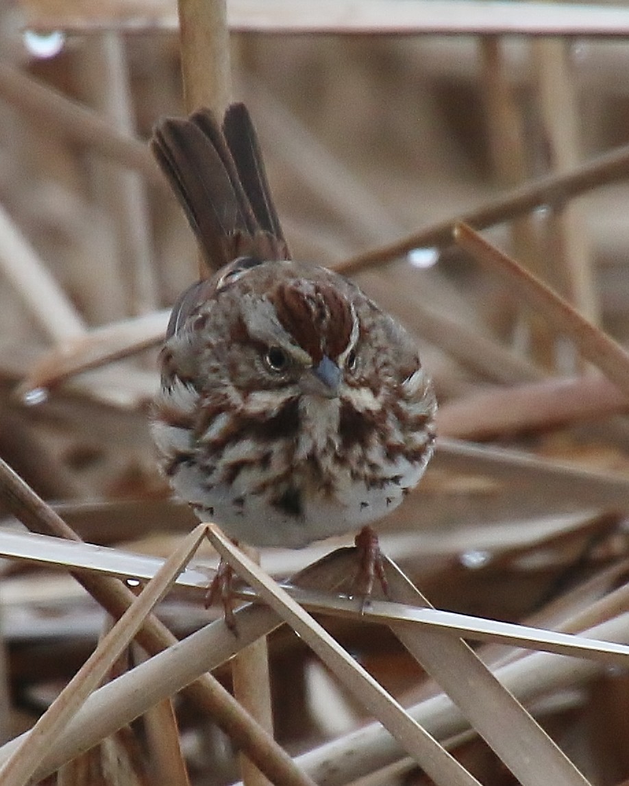 Song Sparrow - ML631683734