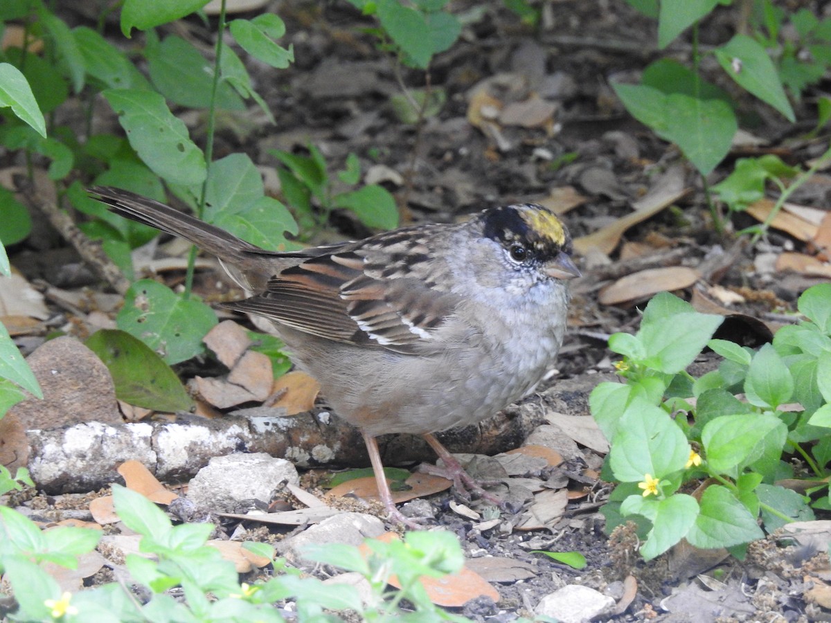 Golden-crowned Sparrow - ML631683802